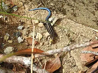 Plestiodon barbouri