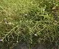 Europäische Bleiwurz (Plumbago europaea), Habitus
