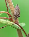 Imago erbeutet eine Raupe