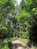 Naturreservat Wielki Las bei Knyszyn