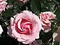 ‘Poesie’, Jackson&nbsp;& Perkins, 1988