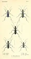 Psilocera goudotii (Figur 4)