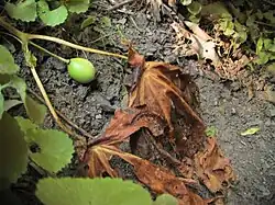 Eine unreife Frucht