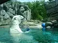 Eisbär