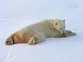 Fauler Bär