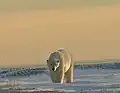 Nahender Eisbär