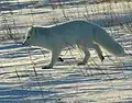 Polarfuchs