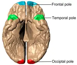 Cerebrum von unten gesehen.