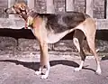 Chart Polski Polnischer Windhund