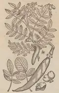 S. 49r