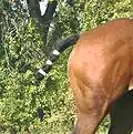 Polo-Pony mit eingebundenem Schweif
