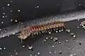 Polydesmus denticulatus ist in Mitteleuropa weit verbreitet und eine der mittelgroßen Arten