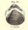 Cyrena recluzii illustriert von Edward Sylvester Morse als Teil der Erstbeschreibung