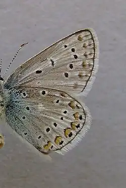 Unterseite ♂