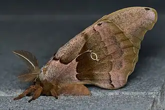 Unterseite (Männchen)