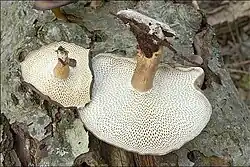 Winter-Stielporling Lentinus brumalis