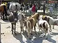 Ponymarkt Bemmel 2004