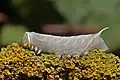 Reife Raupe des Pappelschwärmers (dunklere Form)