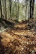 Ältester Hohlweg zur Zwickauer Mulde im Poppenholz der Stoll