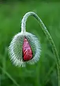 Nickende Knospe