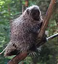 Baumstachelschwein (Erethizon dorsatum)