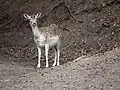 Eine Damhirschkuh im Wildpark
