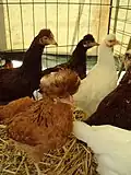 Posawien-Haubenhuhn