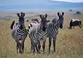 Steppenzebras