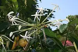 Posoqueria latifolia
