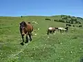 Pferde auf der Postalm