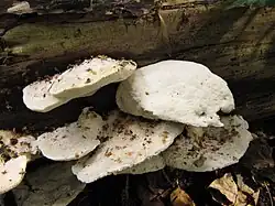 Grauweißer Saftporling Postia lactea