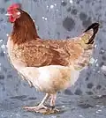 Marans-Henne, Gold Weizenfarbig