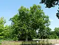 Pourtalès-Park