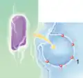 Clathrin-vermittelter Eintritt in die Wirtszelle (VSV)