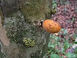 Pradosia lactescens