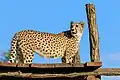 Gepard