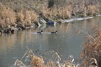 Enten in der Pram