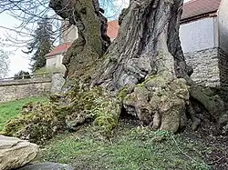 Stamm unten