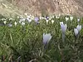 Crocus caeruleus