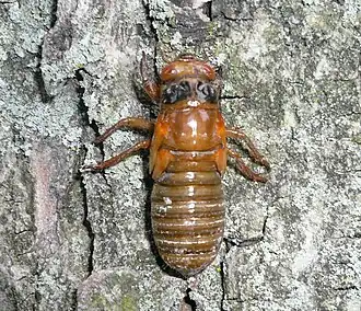 Brood XIII Larve