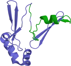 Ghrelin