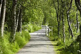 Moor-Birken am Nordufer
