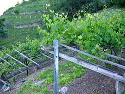 Die auf einer niedrigen Pergola gezogenen Reben