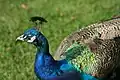 Blauer Pfau (Pavo cristatus)