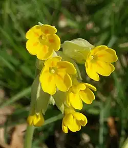 Primula veris