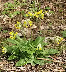 Echte Schlüsselblume (Primula veris)