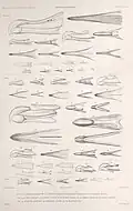 Schnäbel u.&nbsp;a. von Priocella garnotii illustriert von Lucien Alphonse Prévost