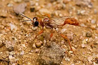 Prionyx foxi