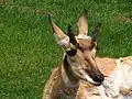 Gabelbock