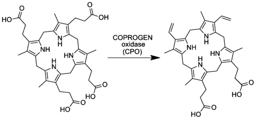 Proptoporphyrinogen IX-Synthese aus Coproporphyrinogen III